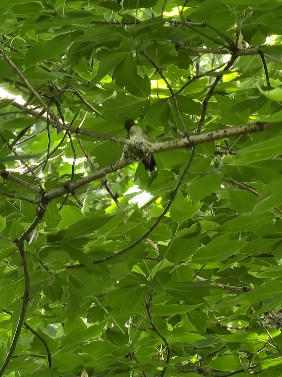 Yakut Boğazlı Kolibri - ML620076779