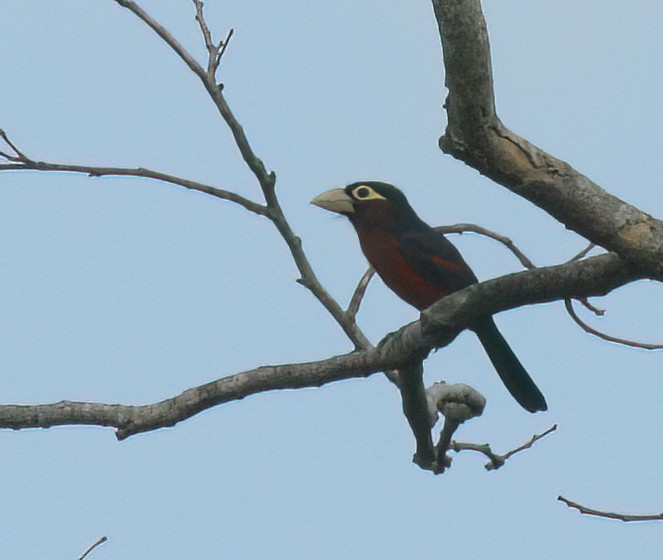 Double-toothed Barbet - ML620076782