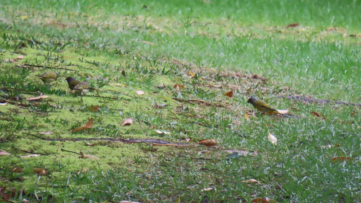 Serin du Cap - ML620076802