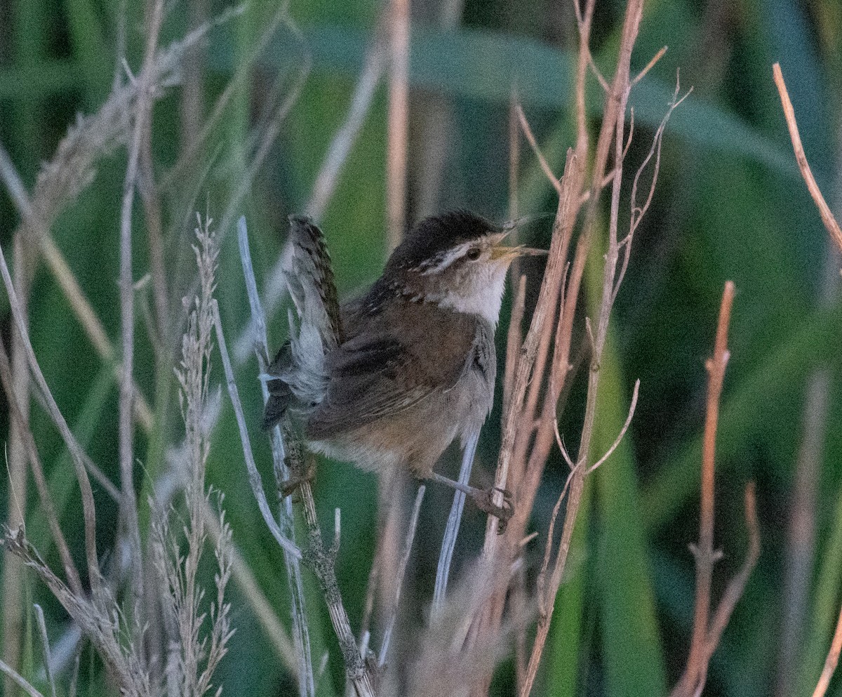 Cucarachero Pantanero (grupo palustris) - ML620076809