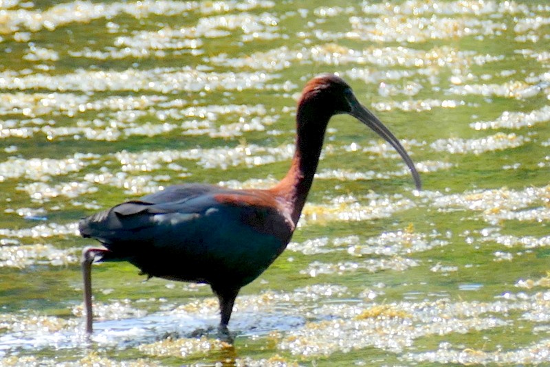 ibis hnědý - ML620076824