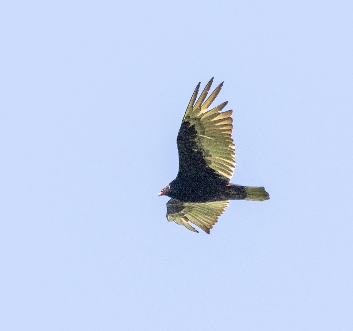 Turkey Vulture - ML620076832