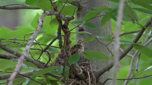 Wood Thrush - ML620076840