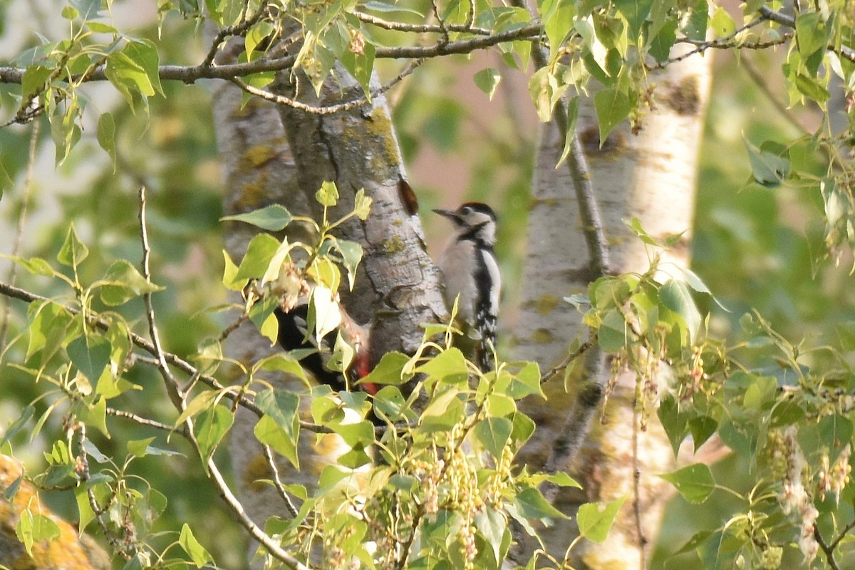 Syrian Woodpecker - ML620076863