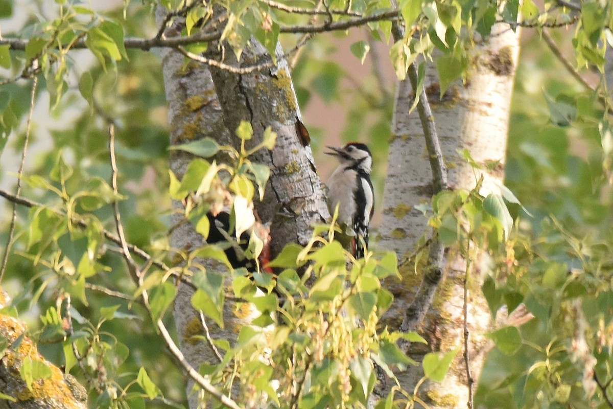 Syrian Woodpecker - ML620076864
