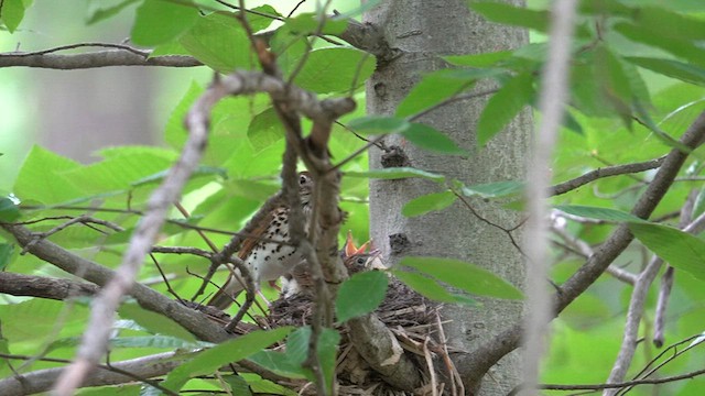 Wood Thrush - ML620076866