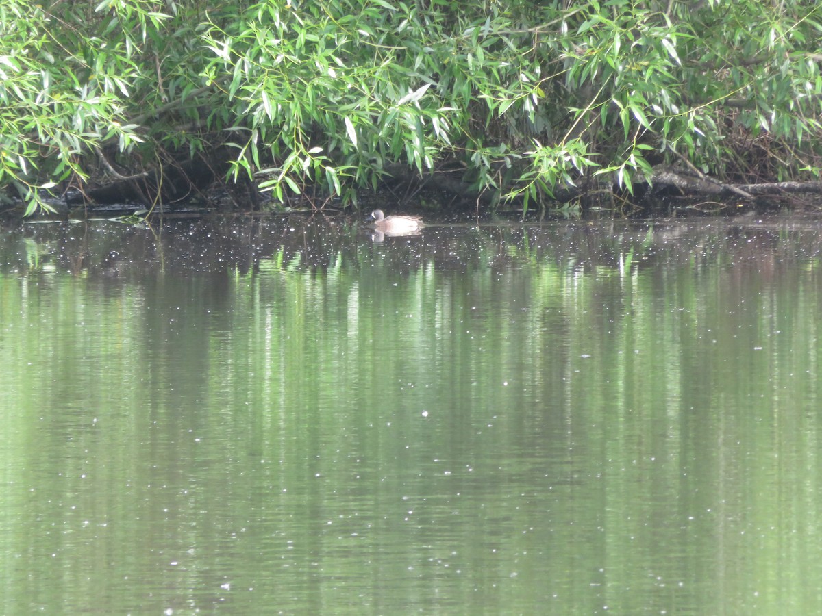 Blue-winged Teal - ML620076909