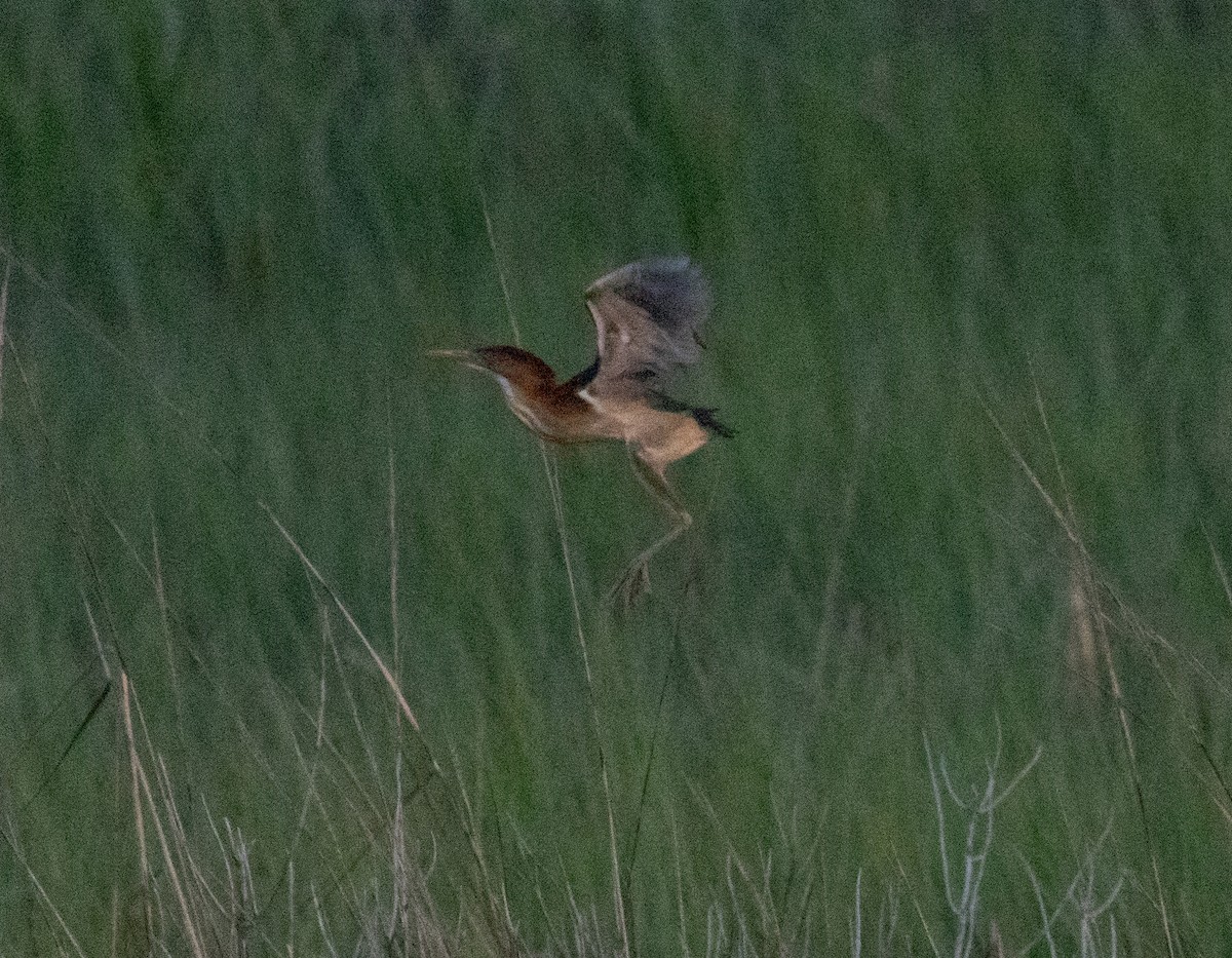 Least Bittern - ML620076926