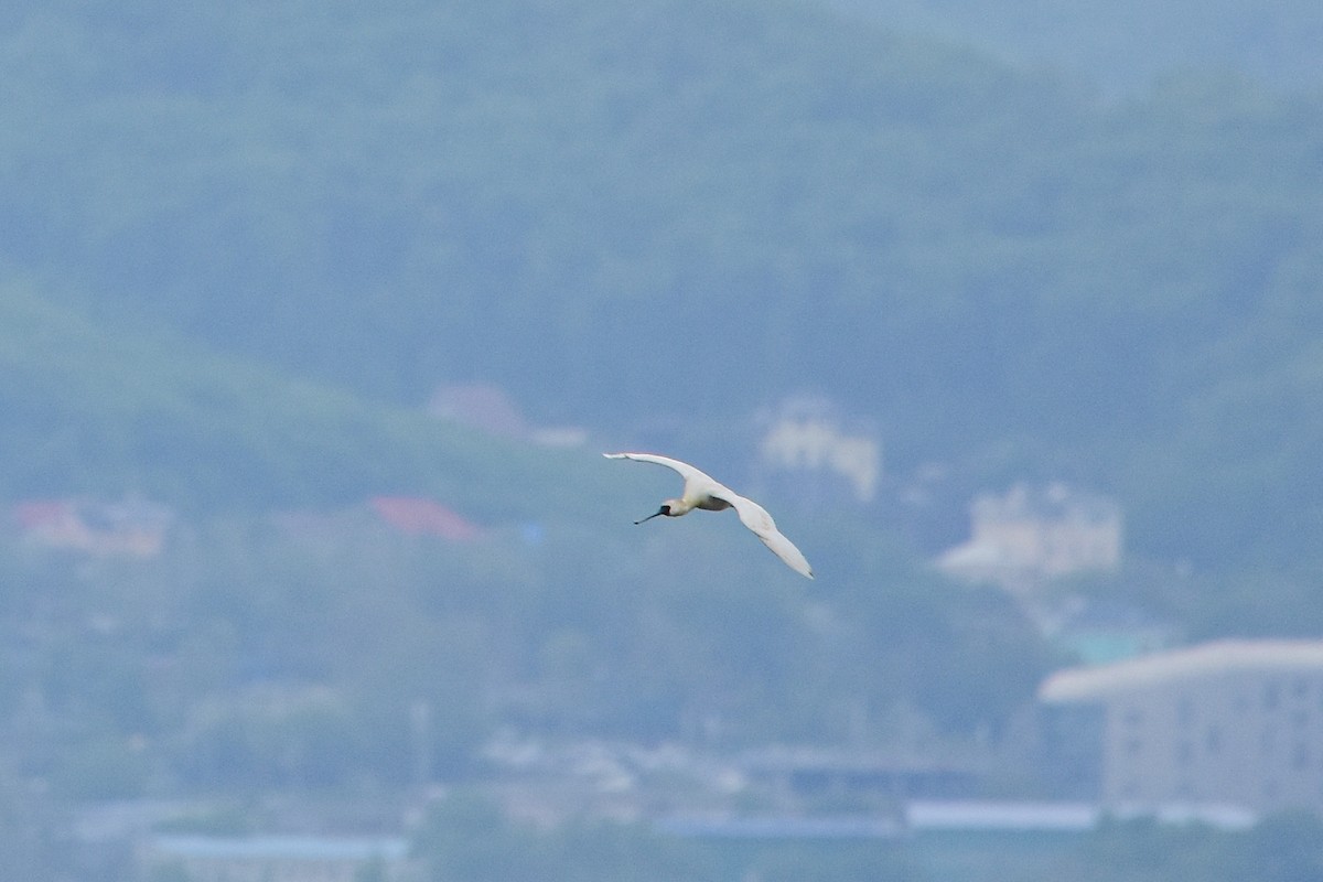 Black-faced Spoonbill - ML620076967