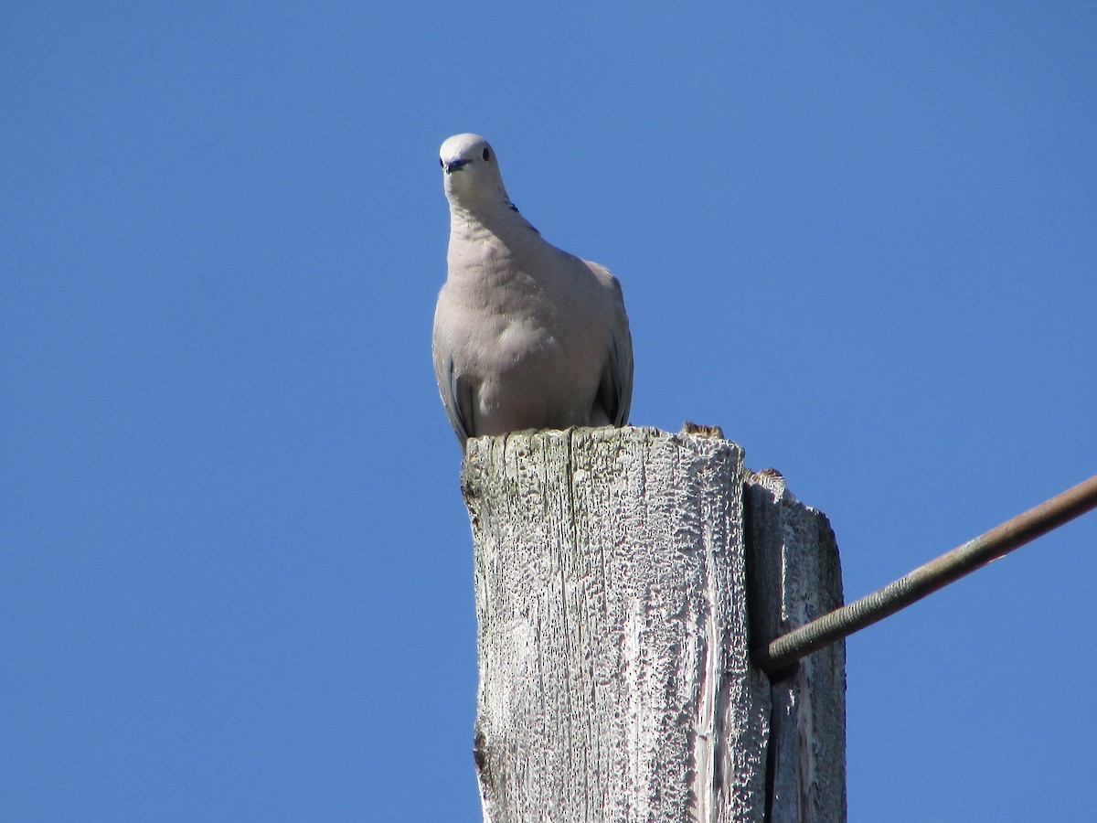 Eurasian Collared-Dove - Mark Rhodes