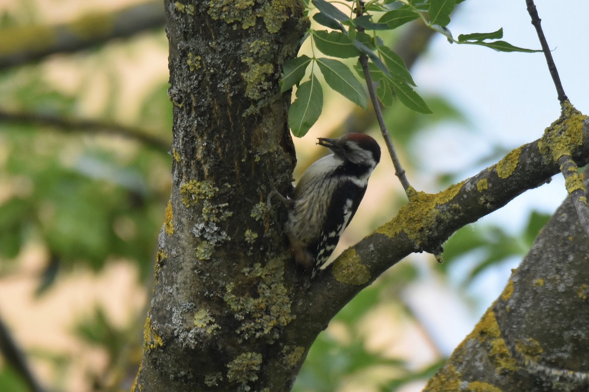 Middle Spotted Woodpecker - ML620076973
