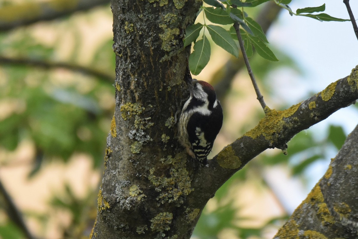Middle Spotted Woodpecker - ML620076974