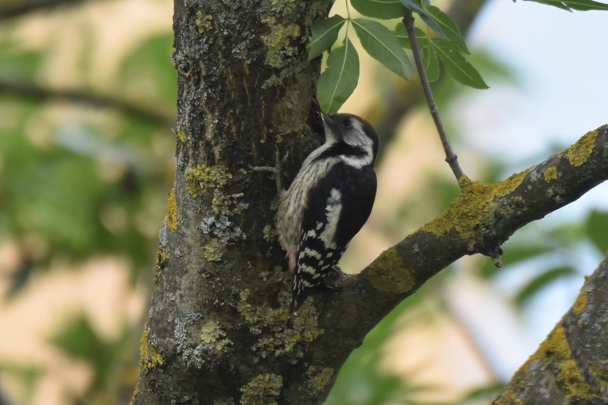 Middle Spotted Woodpecker - ML620076975
