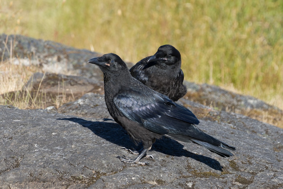 Common Raven - ML620076979