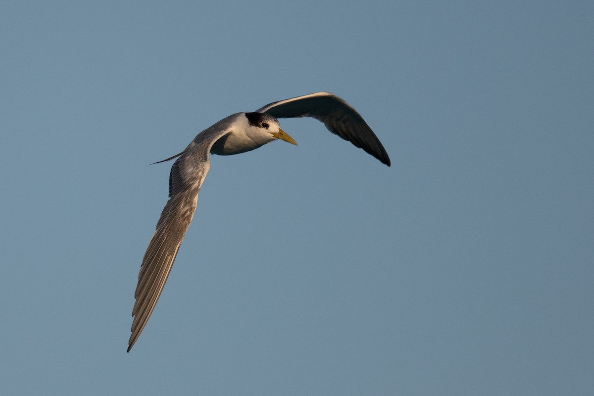 Great Crested Tern - ML620076981