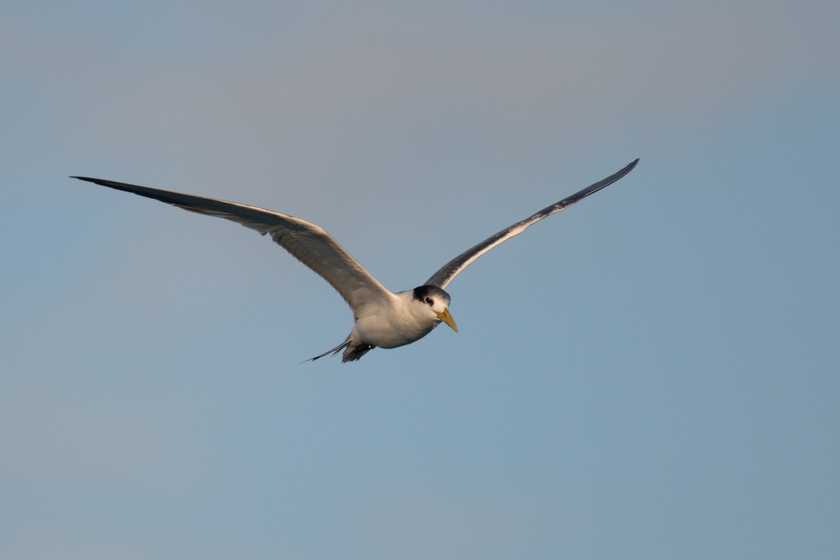 Great Crested Tern - ML620076982