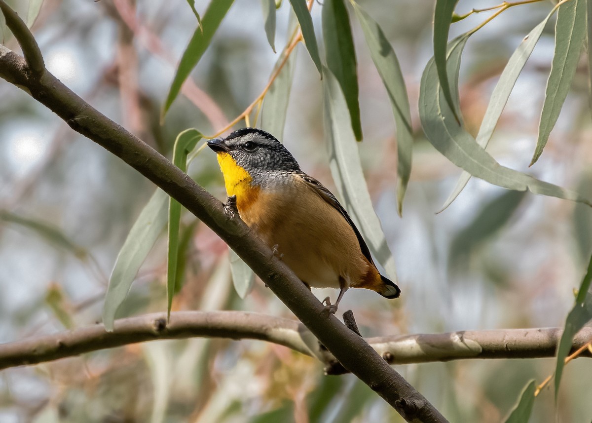Spotted Pardalote - ML620076984