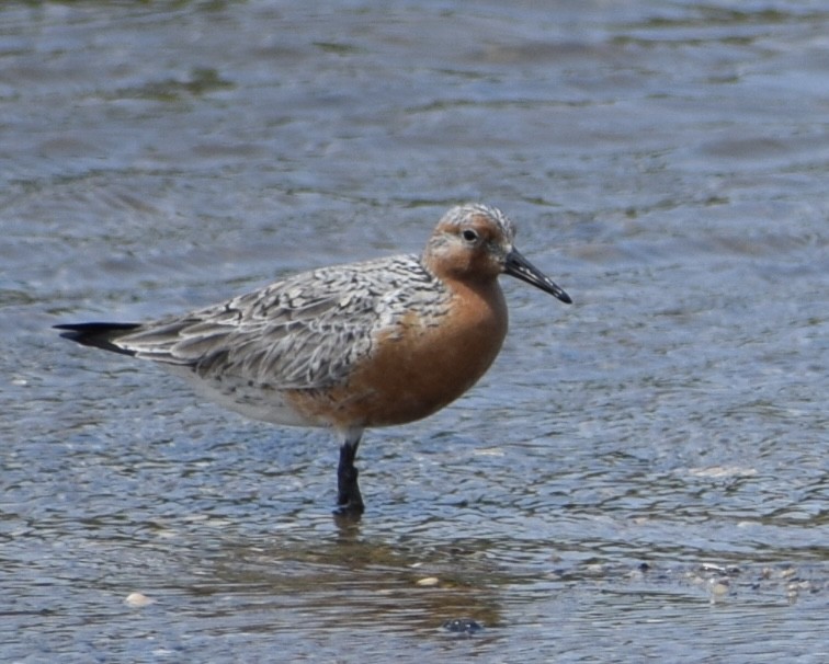 Red Knot - ML620076985