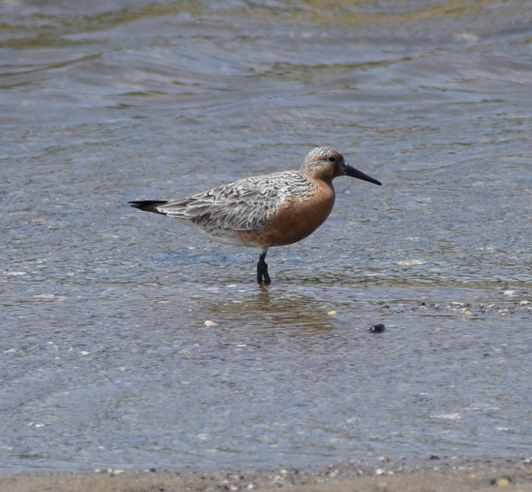 Red Knot - ML620076986