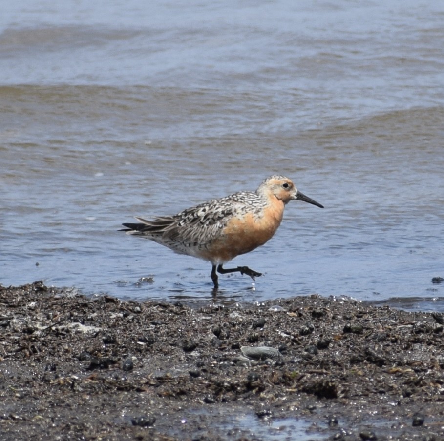 Red Knot - ML620076988