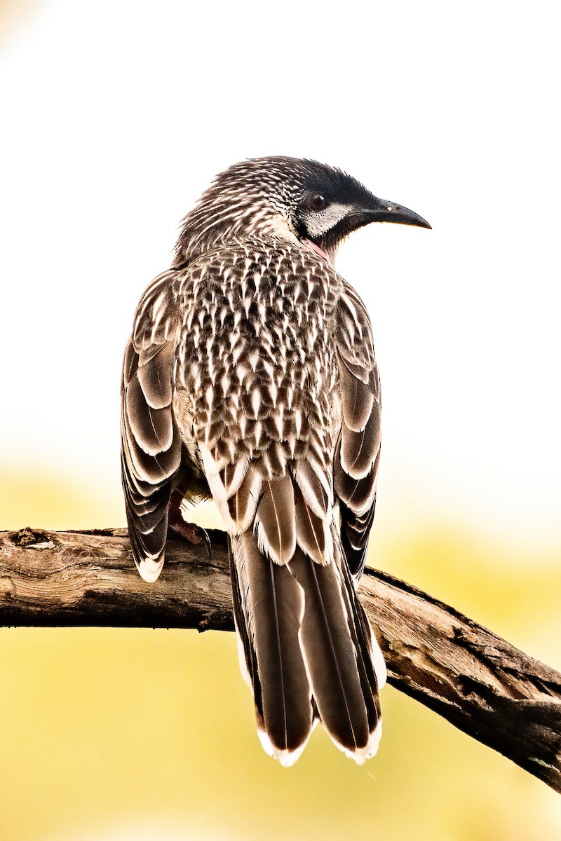 Red Wattlebird - ML620077002