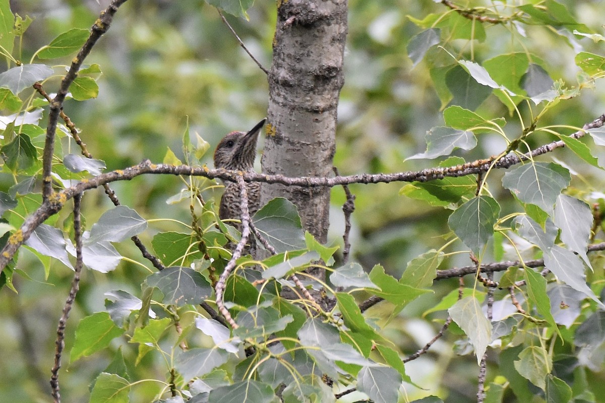 Eurasian Green Woodpecker - ML620077006