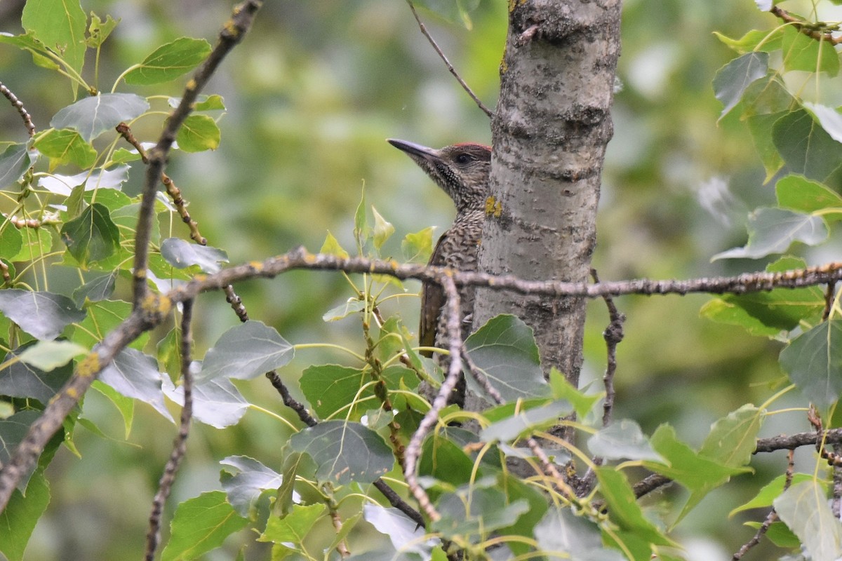 Eurasian Green Woodpecker - ML620077008