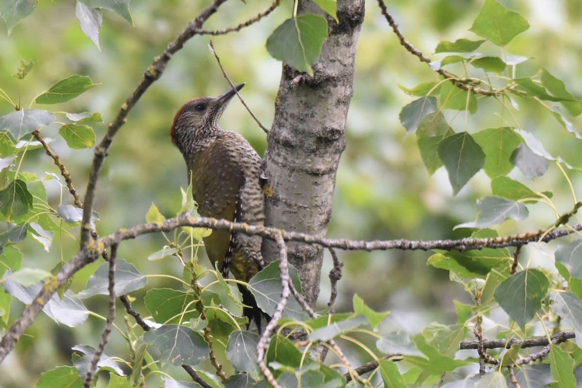 Eurasian Green Woodpecker - ML620077009