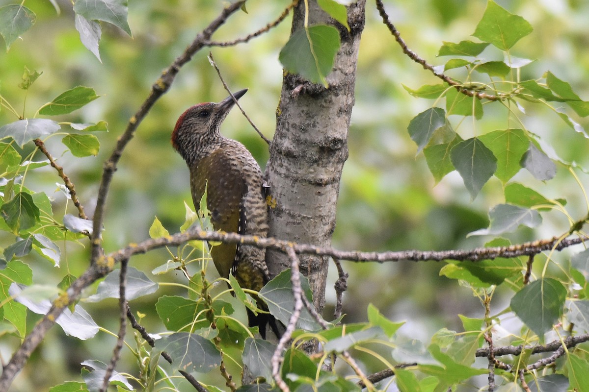 Eurasian Green Woodpecker - Lukasz Pulawski