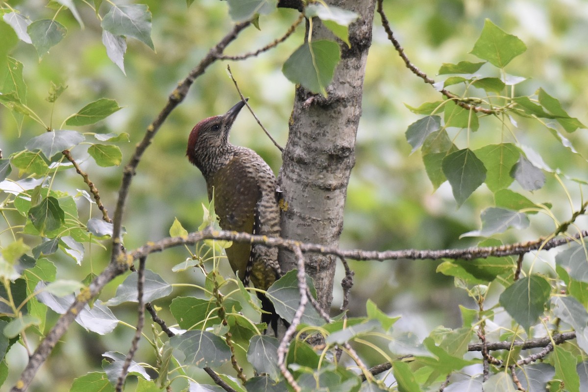 Eurasian Green Woodpecker - Lukasz Pulawski