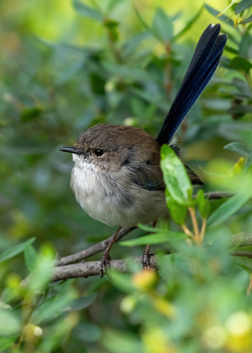 Superb Fairywren - ML620077013