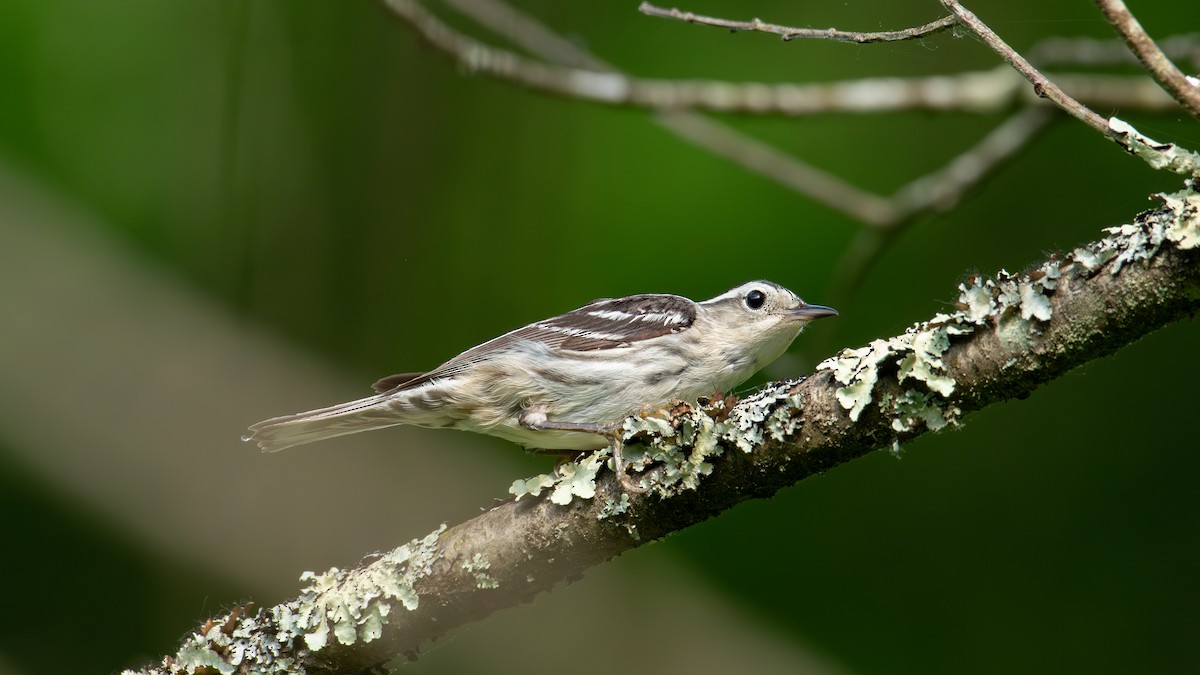 Black-and-white Warbler - ML620077015