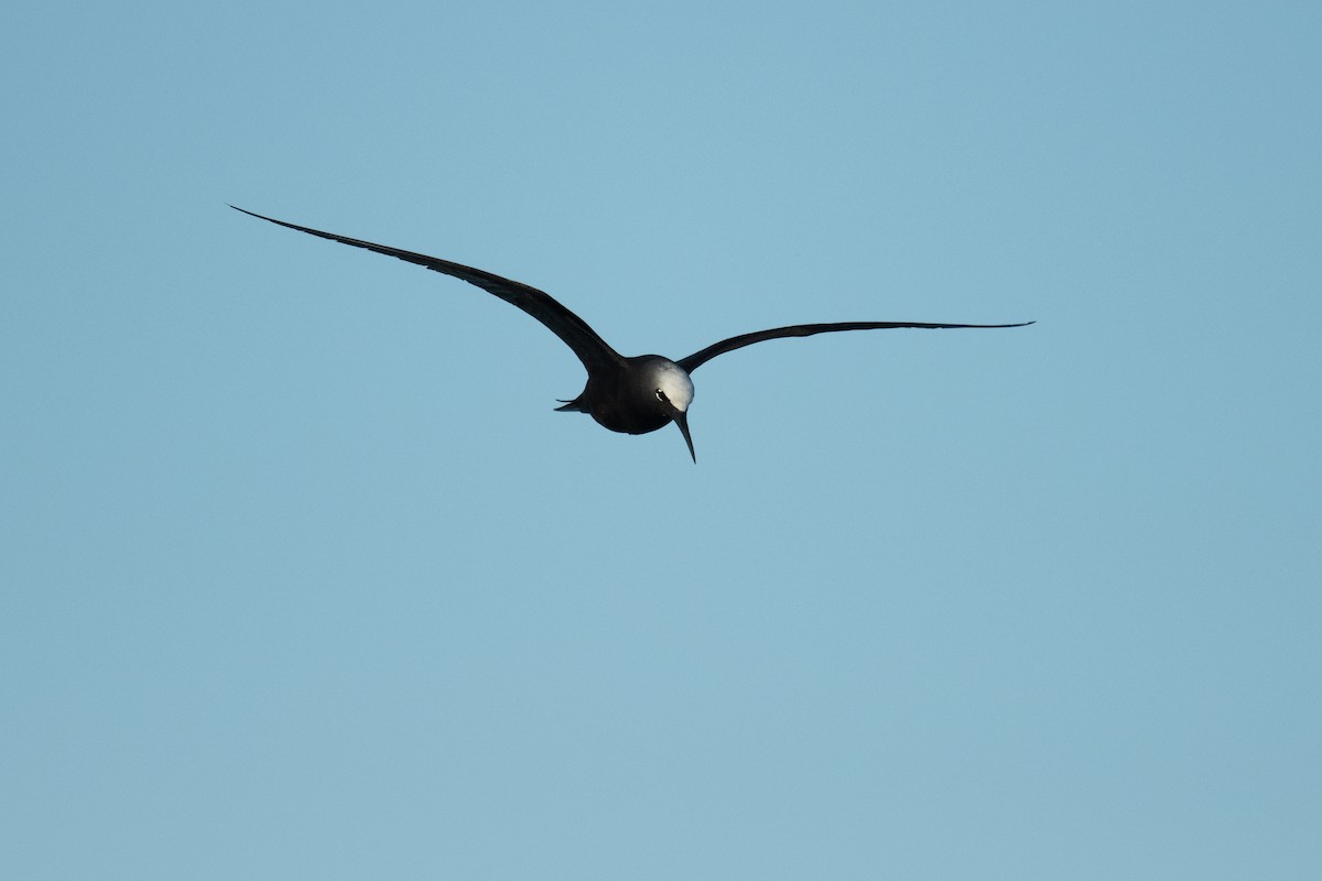 黑玄燕鷗 - ML620077016
