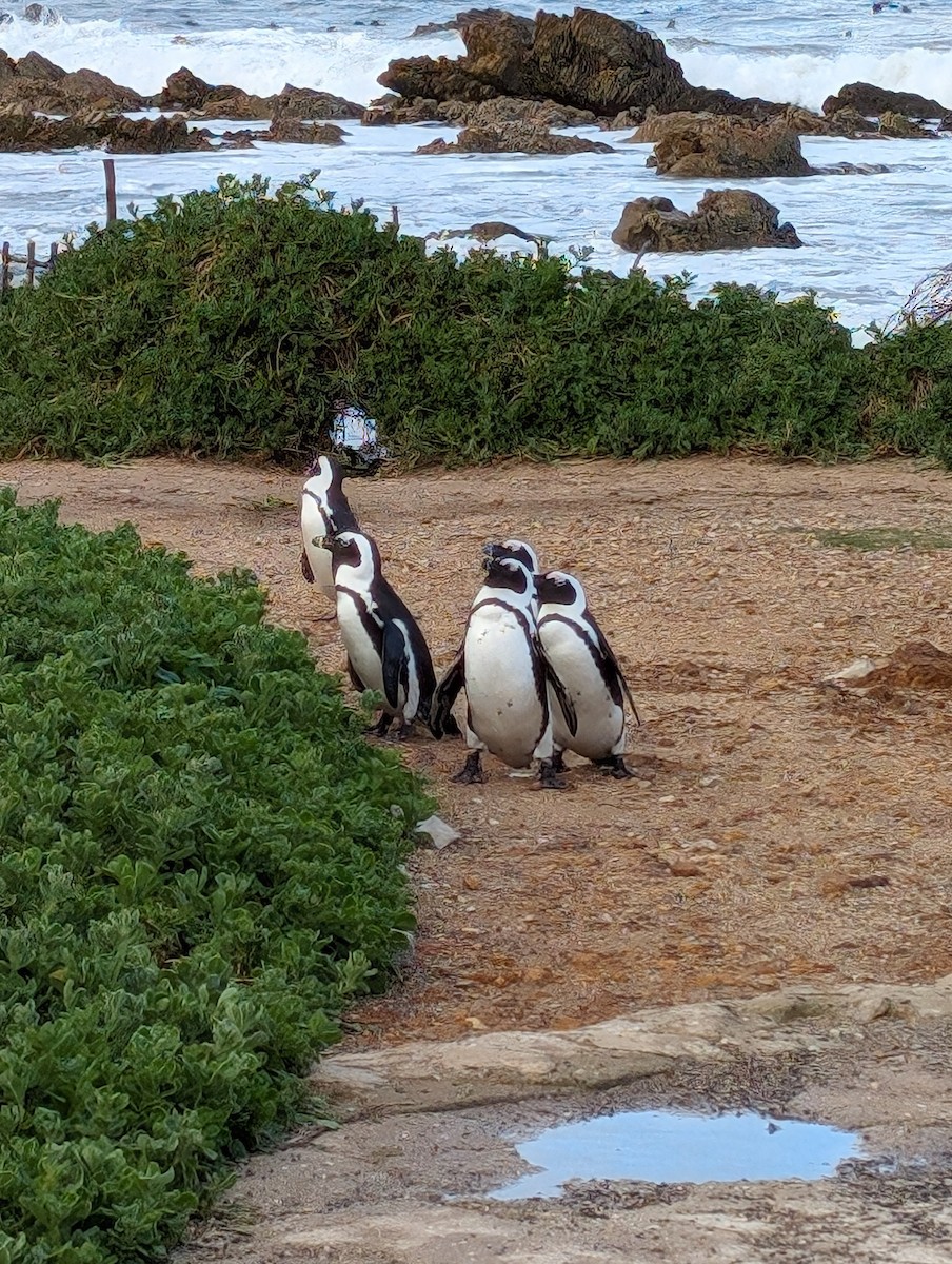 Pingüino de El Cabo - ML620077018