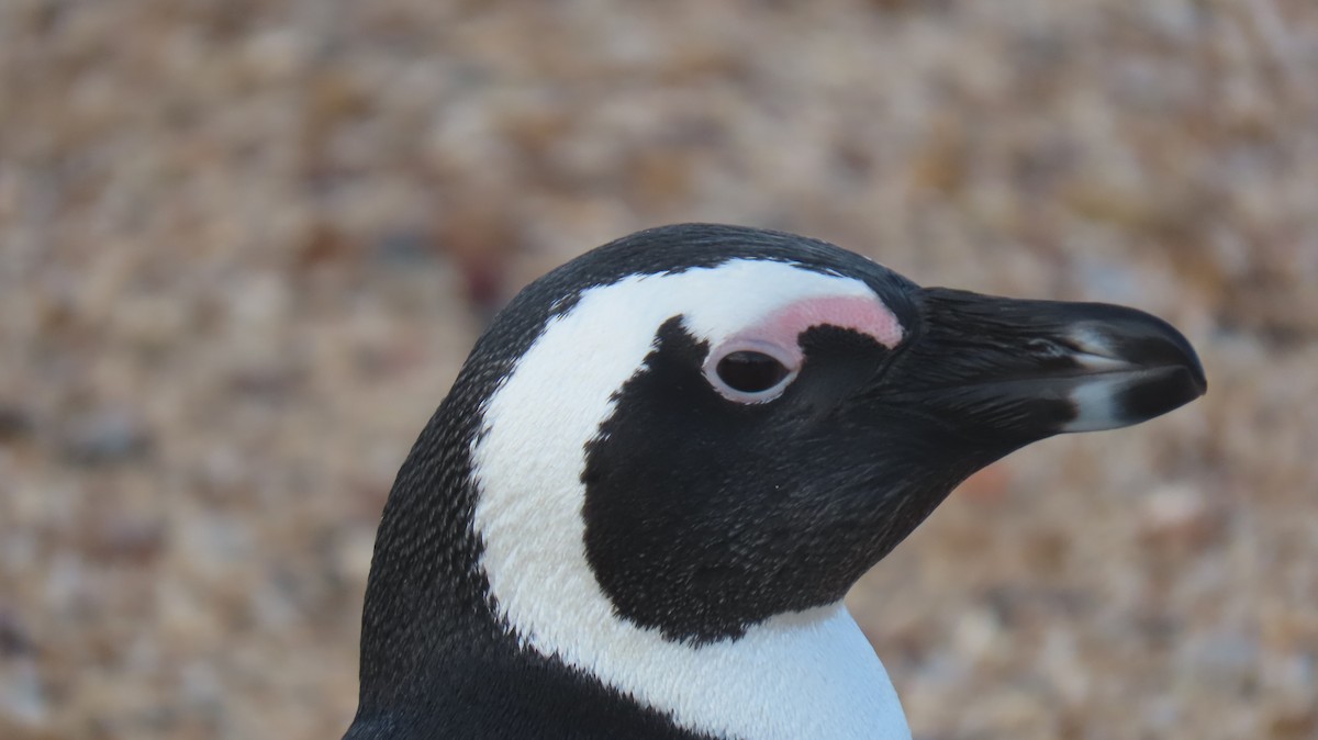Pingüino de El Cabo - ML620077019
