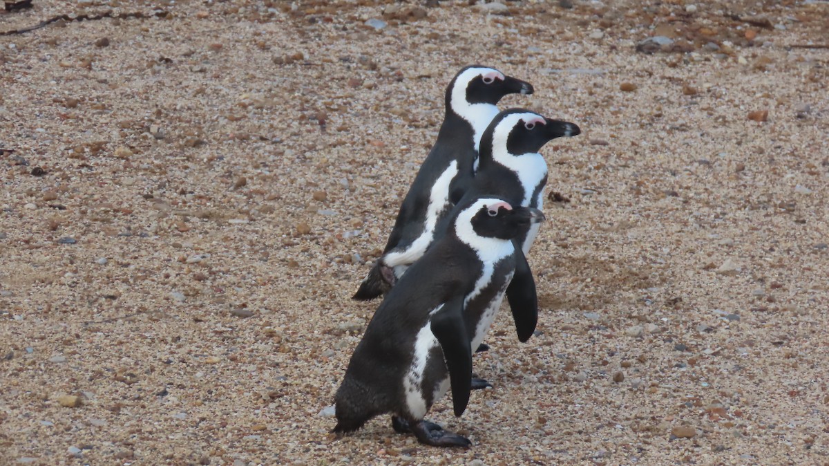 Pingüino de El Cabo - ML620077020