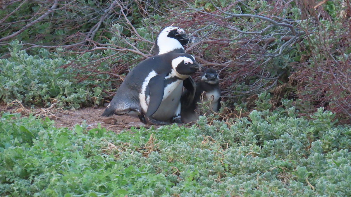 Pingüino de El Cabo - ML620077021