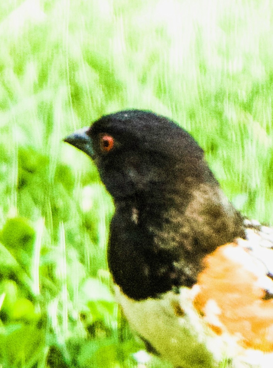 Spotted Towhee - ML620077023