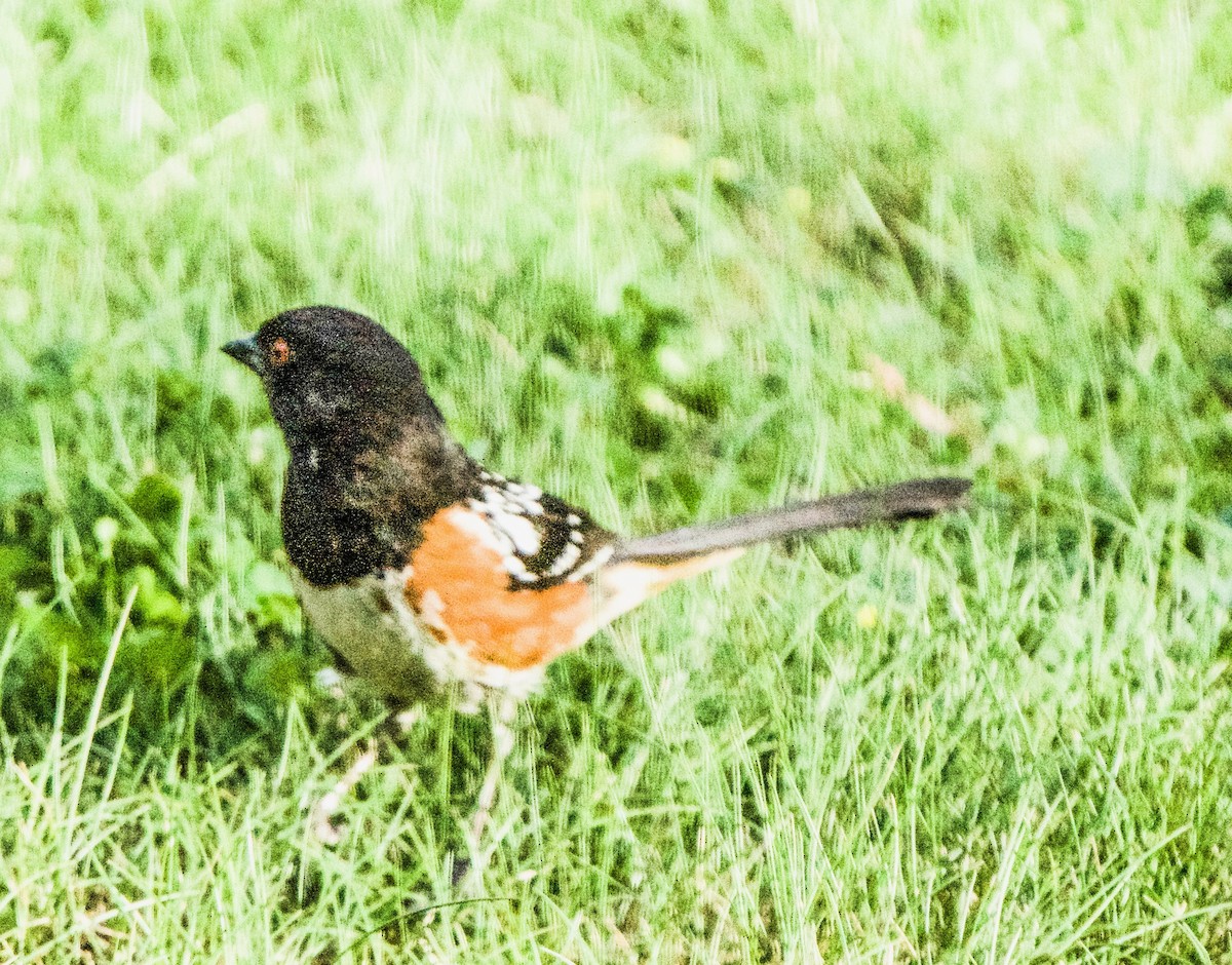 Spotted Towhee - ML620077024