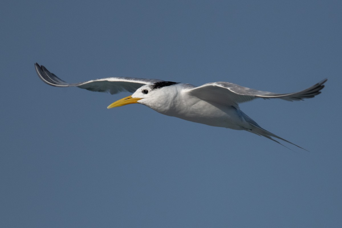 Great Crested Tern - ML620077048