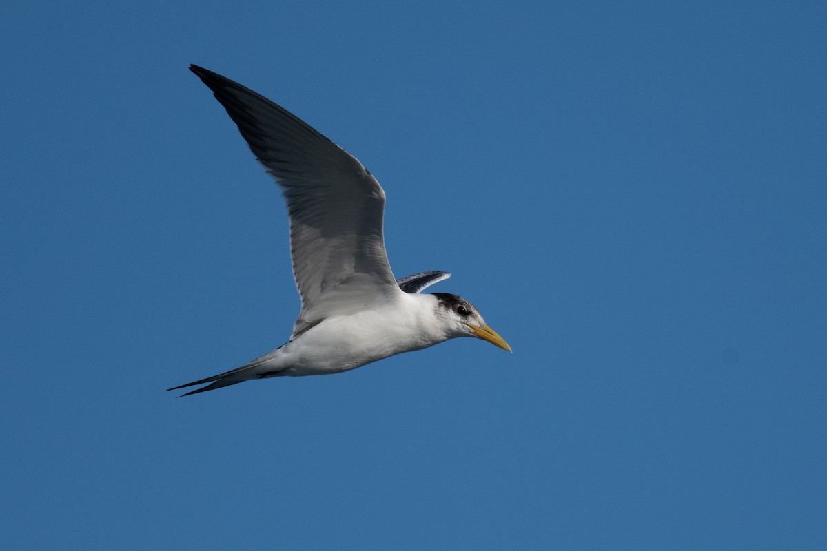 Great Crested Tern - ML620077050