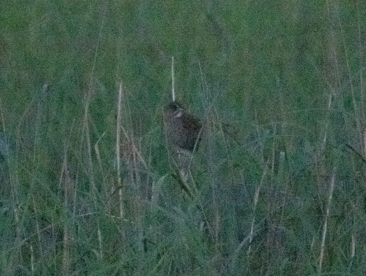 Seaside Sparrow (Atlantic) - ML620077051