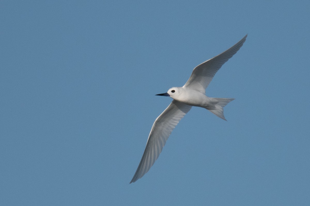 White Tern - ML620077053