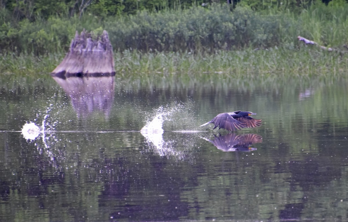 Double-crested Cormorant - ML620077057