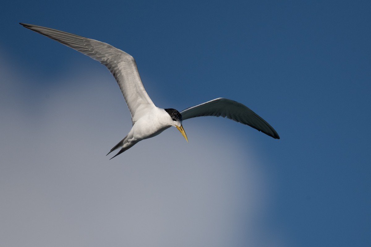 Great Crested Tern - ML620077061