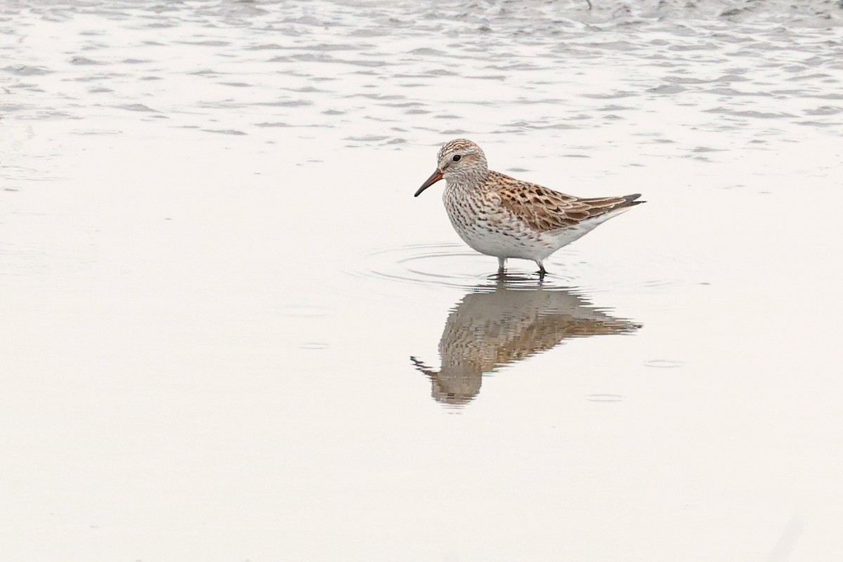 White-rumped Sandpiper - ML620077062