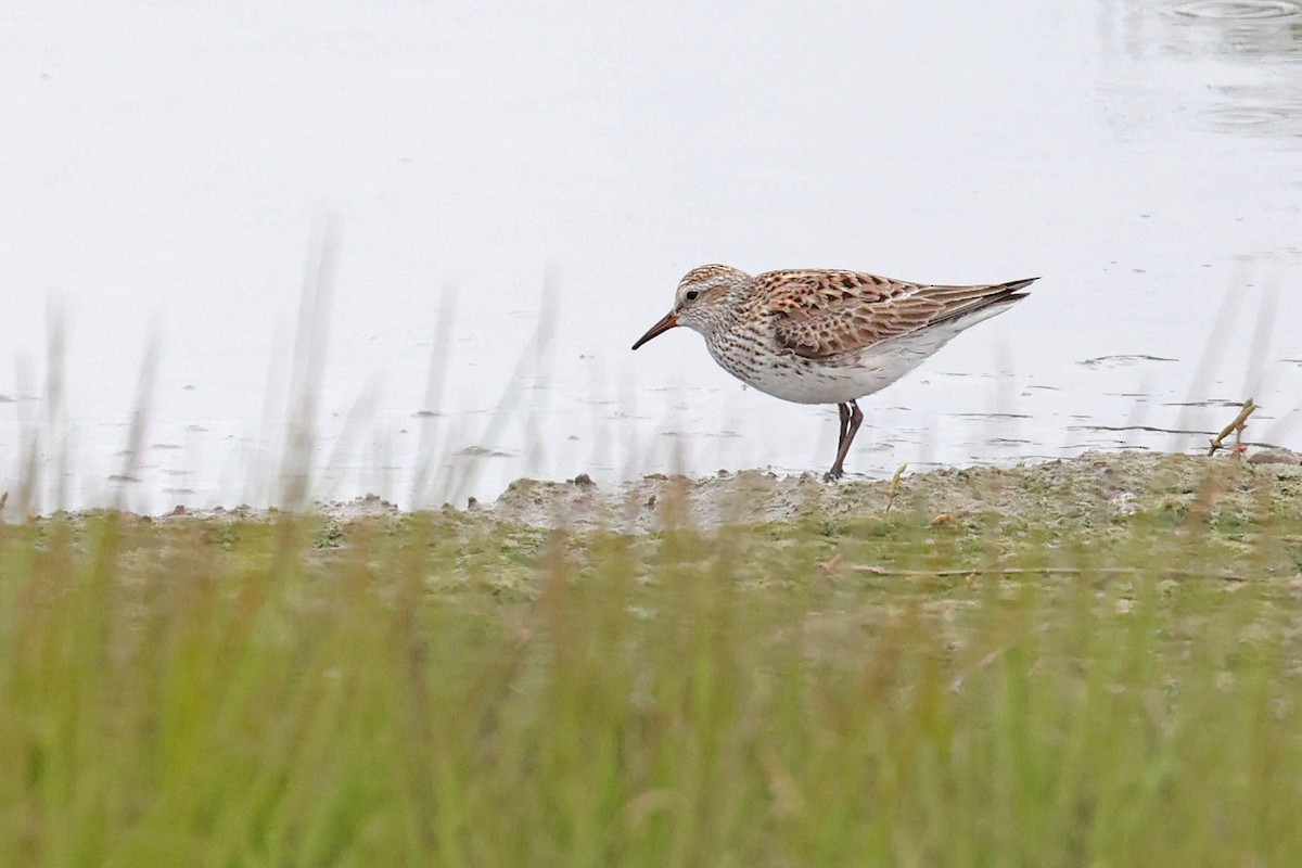 White-rumped Sandpiper - ML620077063