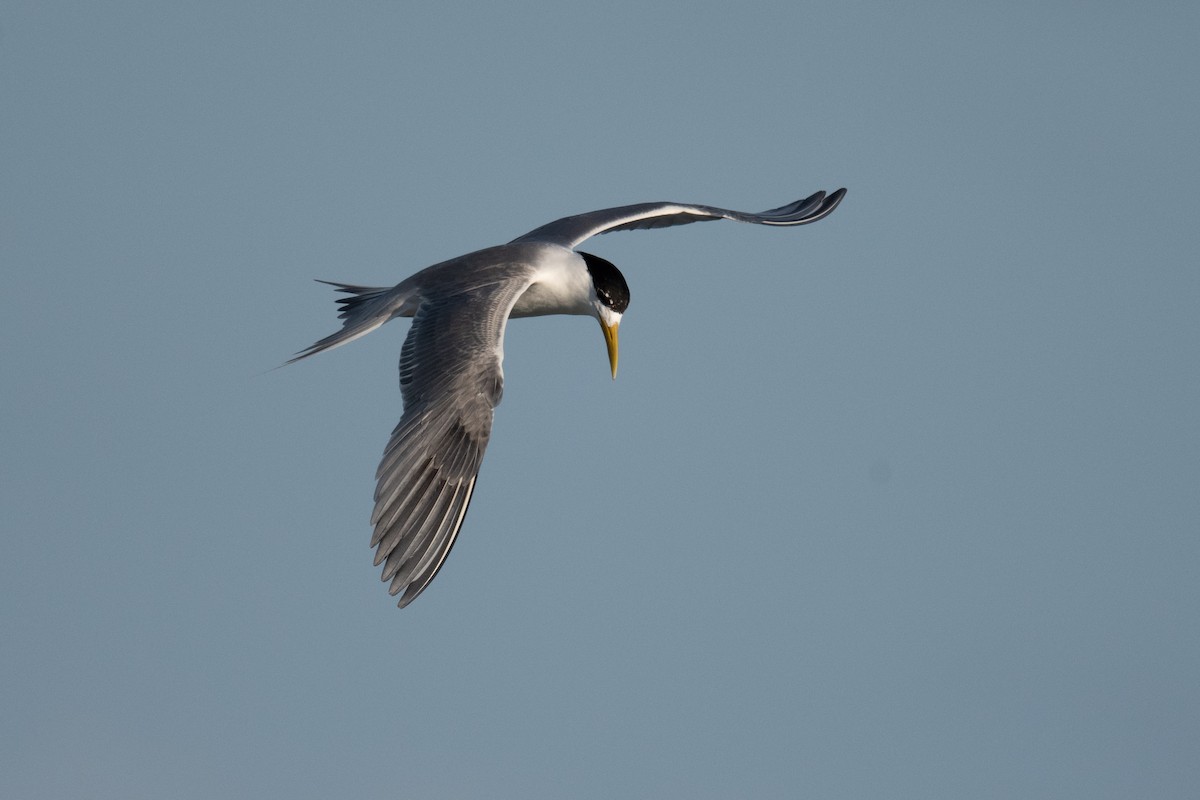 Great Crested Tern - ML620077064