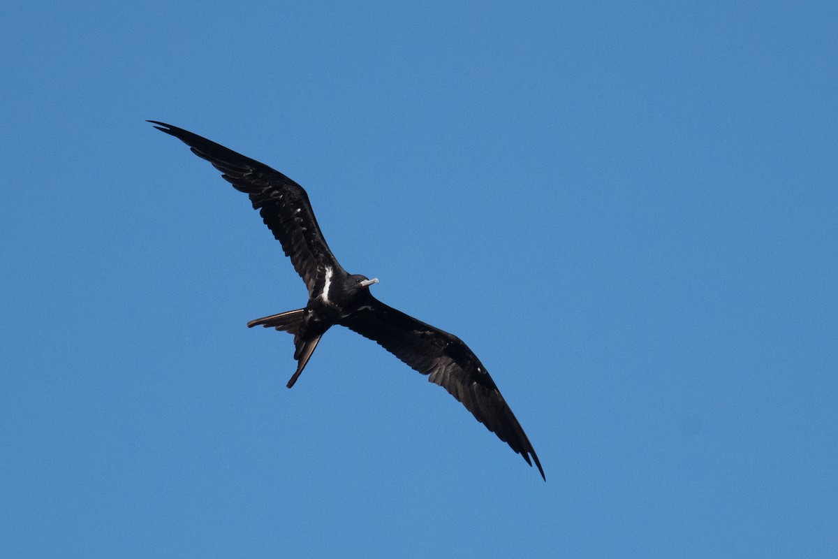 Lesser Frigatebird - ML620077065