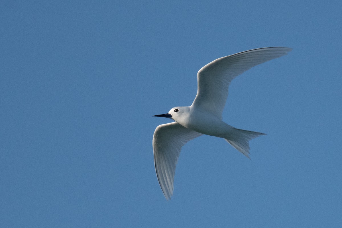 White Tern - ML620077073